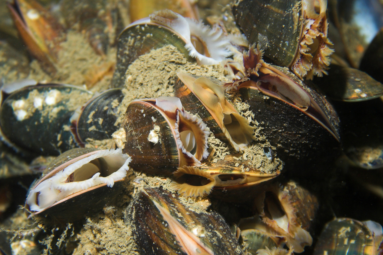 Miesmuscheln