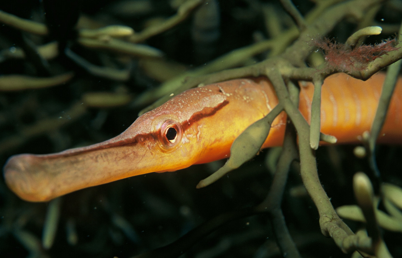 Fisch