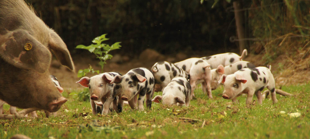 Bentheimer Schweine