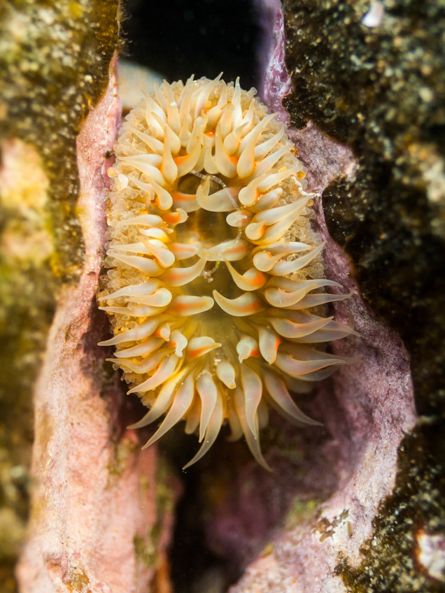 Seeanemone in einer Felsspalte