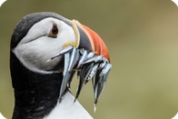 Puffin